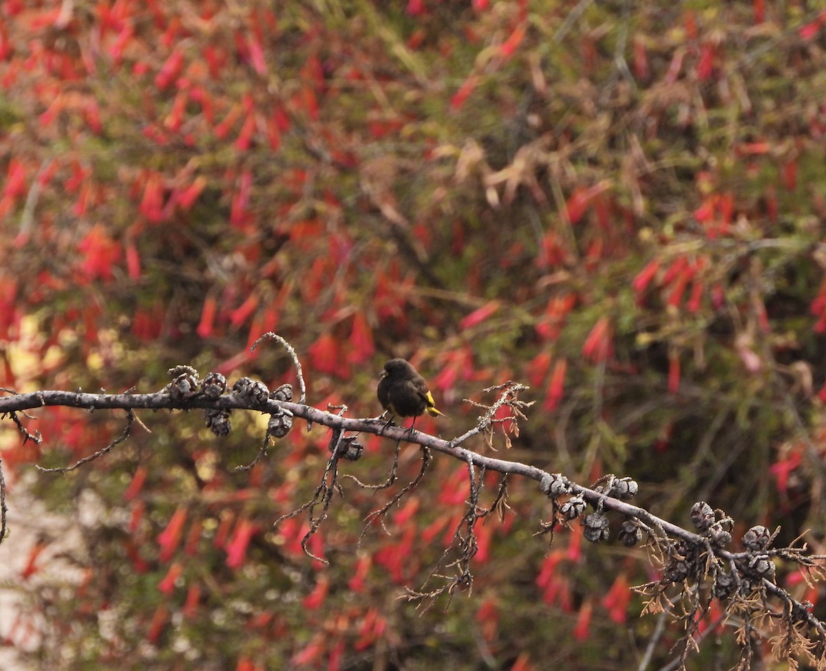 Black Siskin - ML643754559