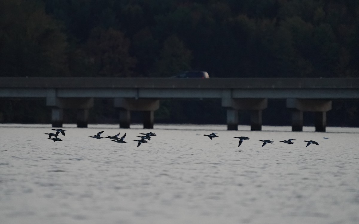 Common Merganser - ML643754584