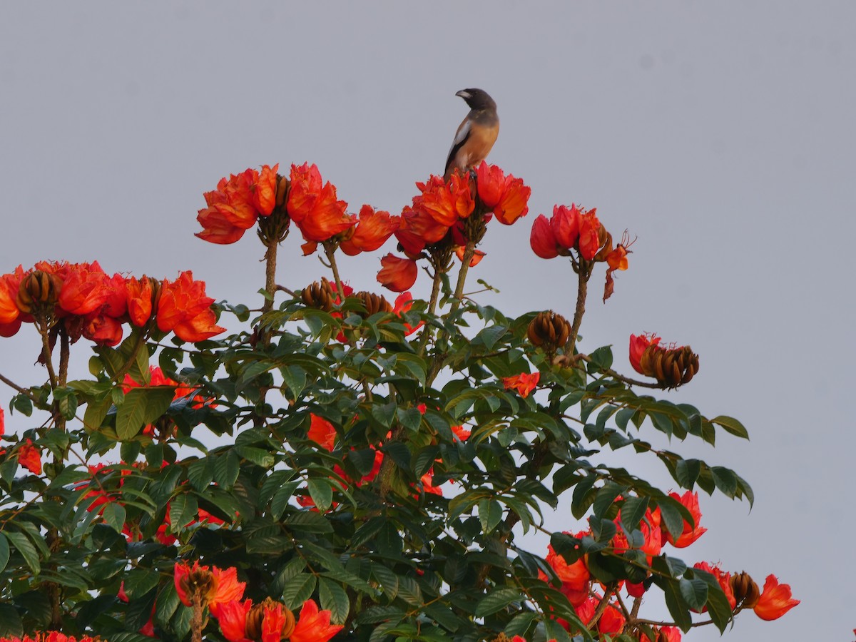 Rufous Treepie - ML643754587