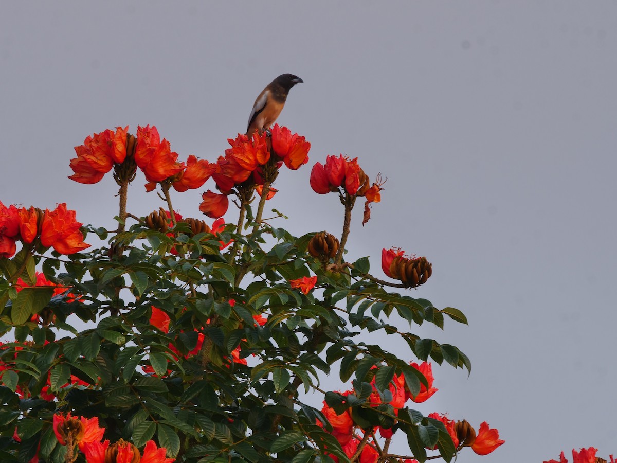 Rufous Treepie - ML643754588