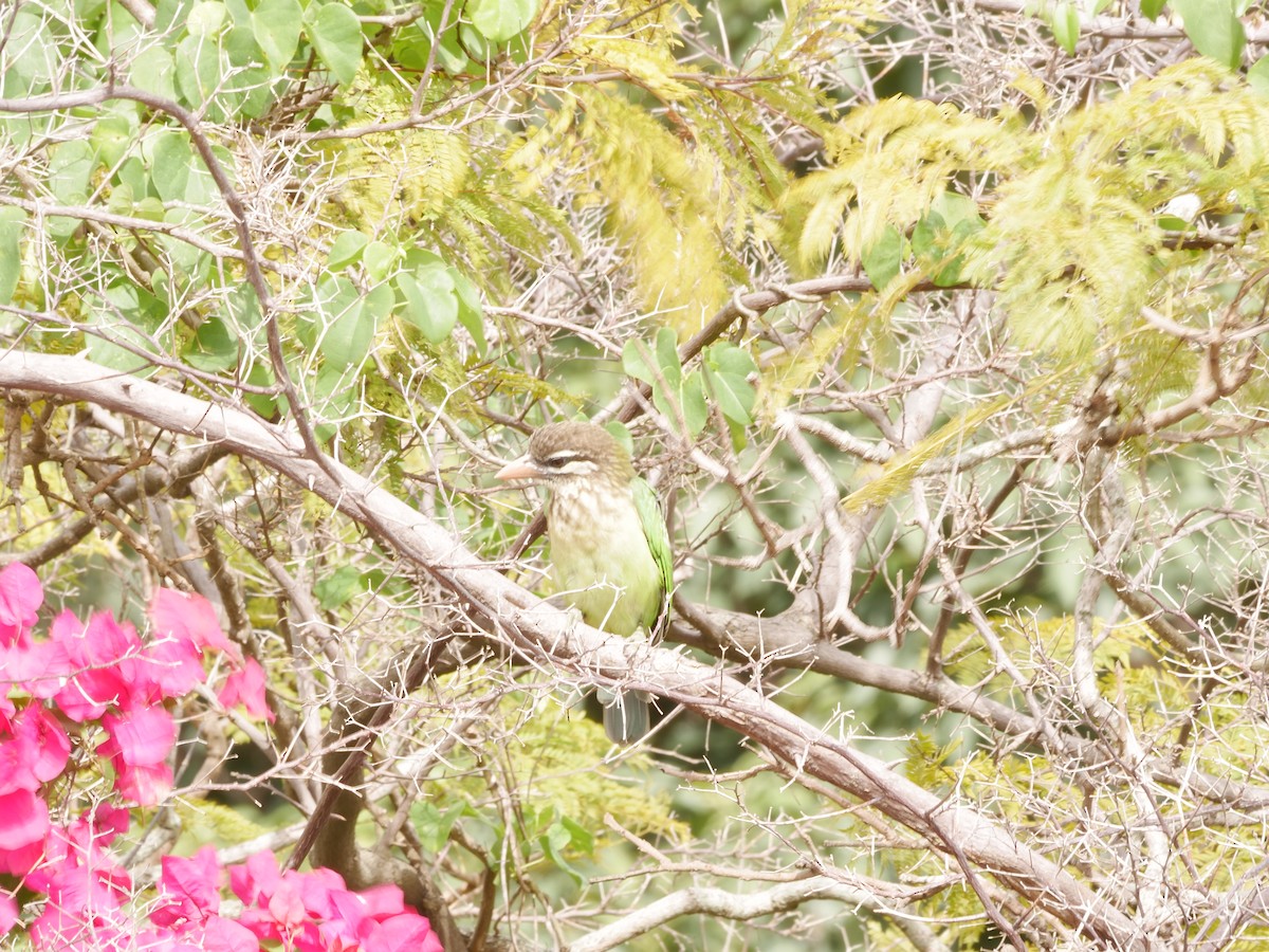 White-cheeked Barbet - ML643754590