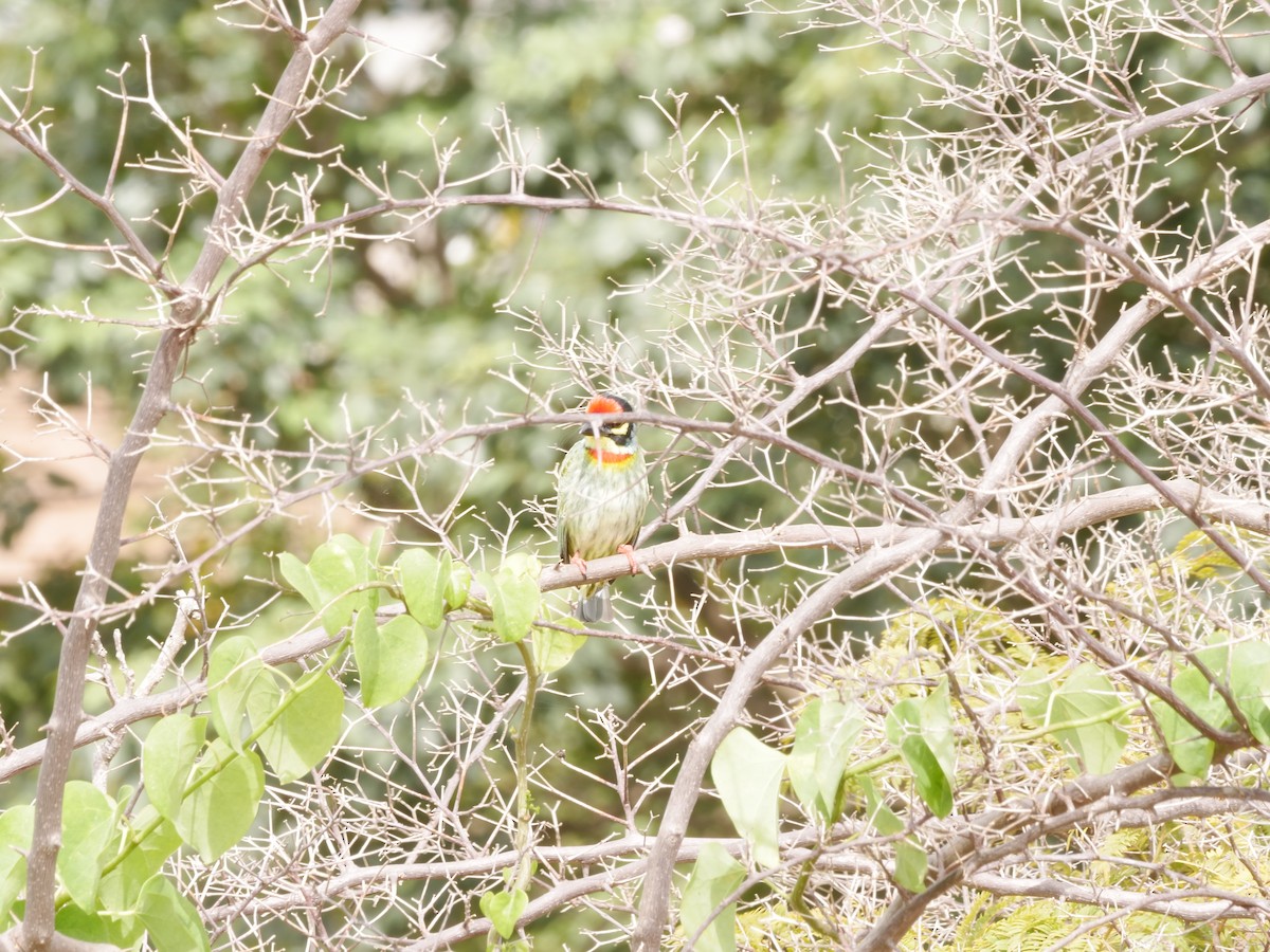 Coppersmith Barbet - ML643754591