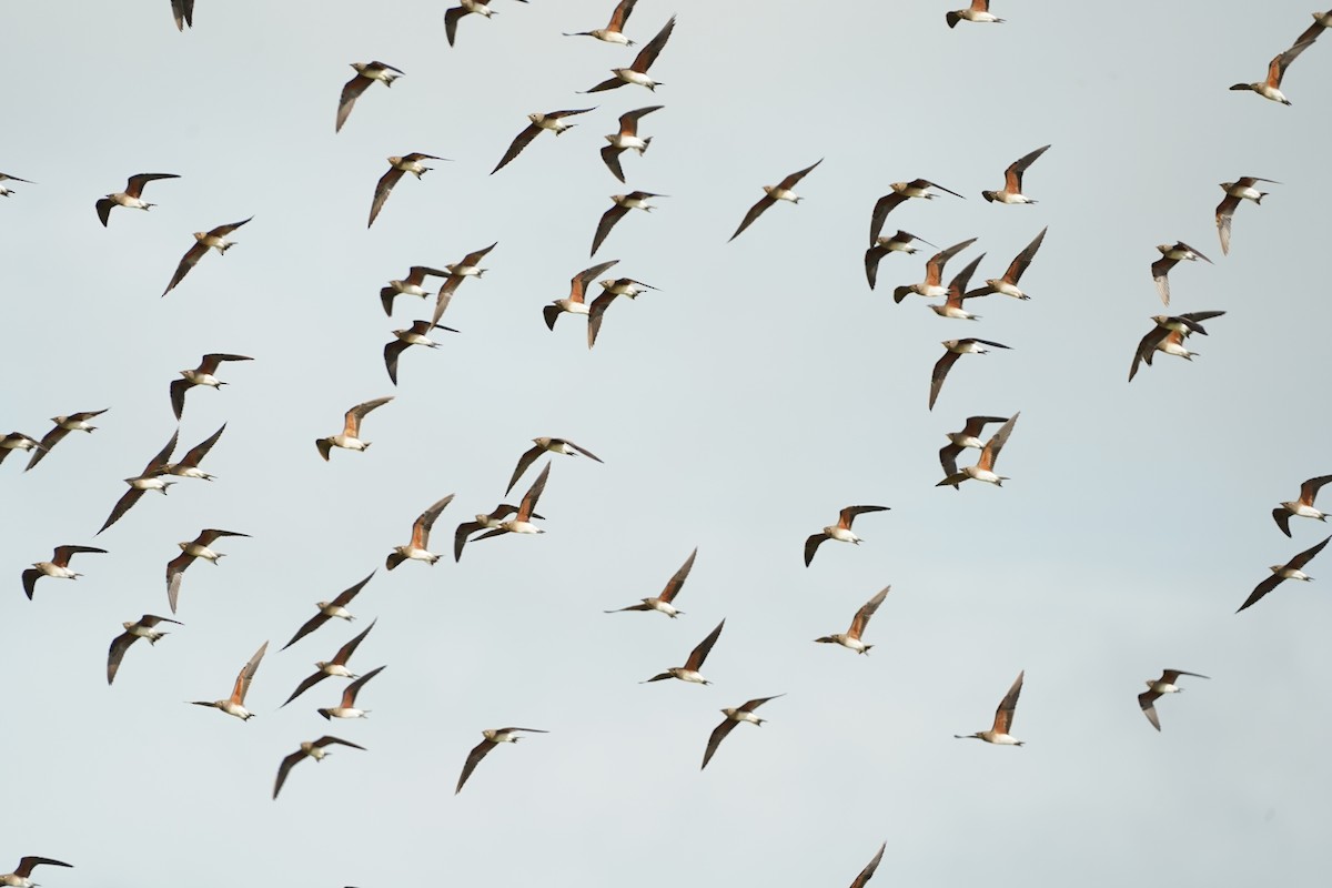 Oriental Pratincole - ML643754592