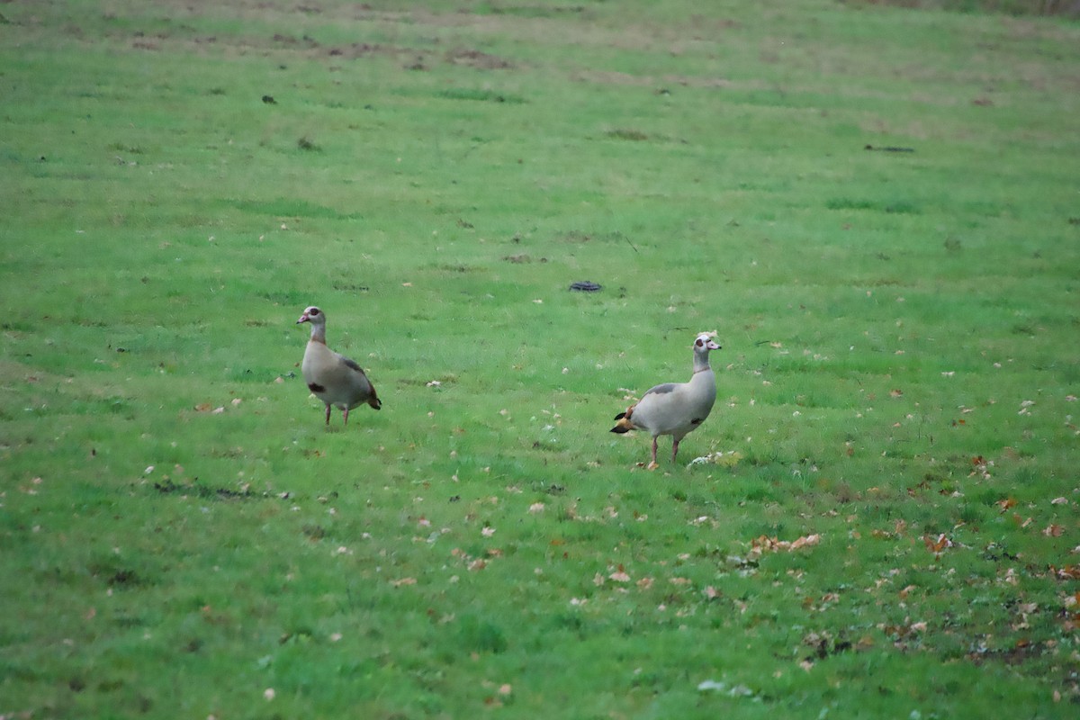 Egyptian Goose - ML643754594