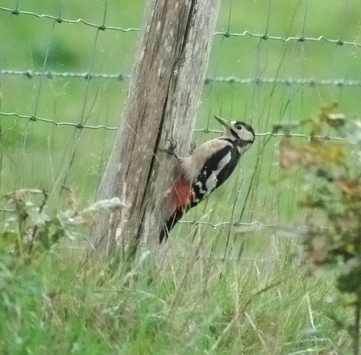 Great Spotted Woodpecker - ML643754601
