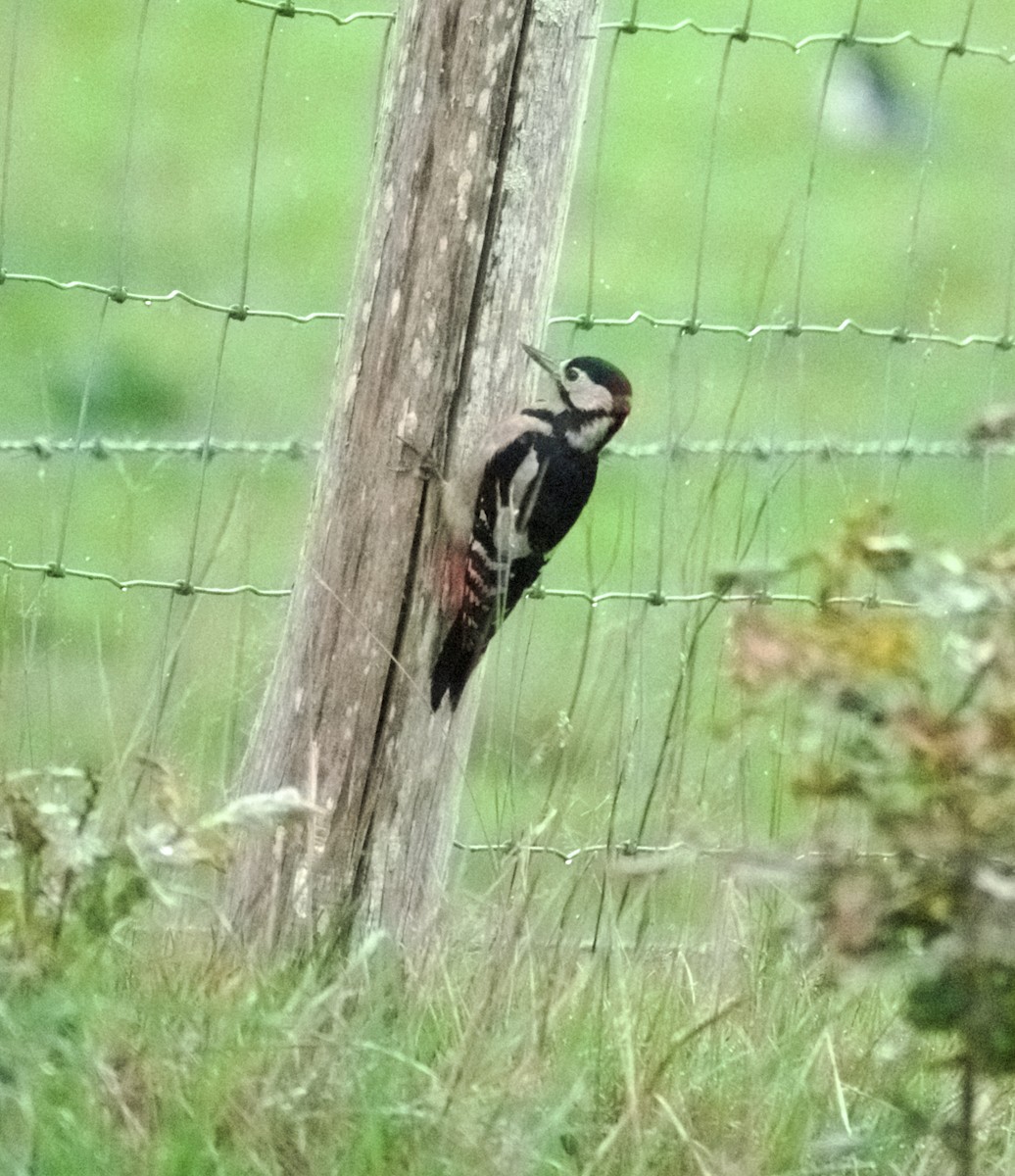 Great Spotted Woodpecker - ML643754602