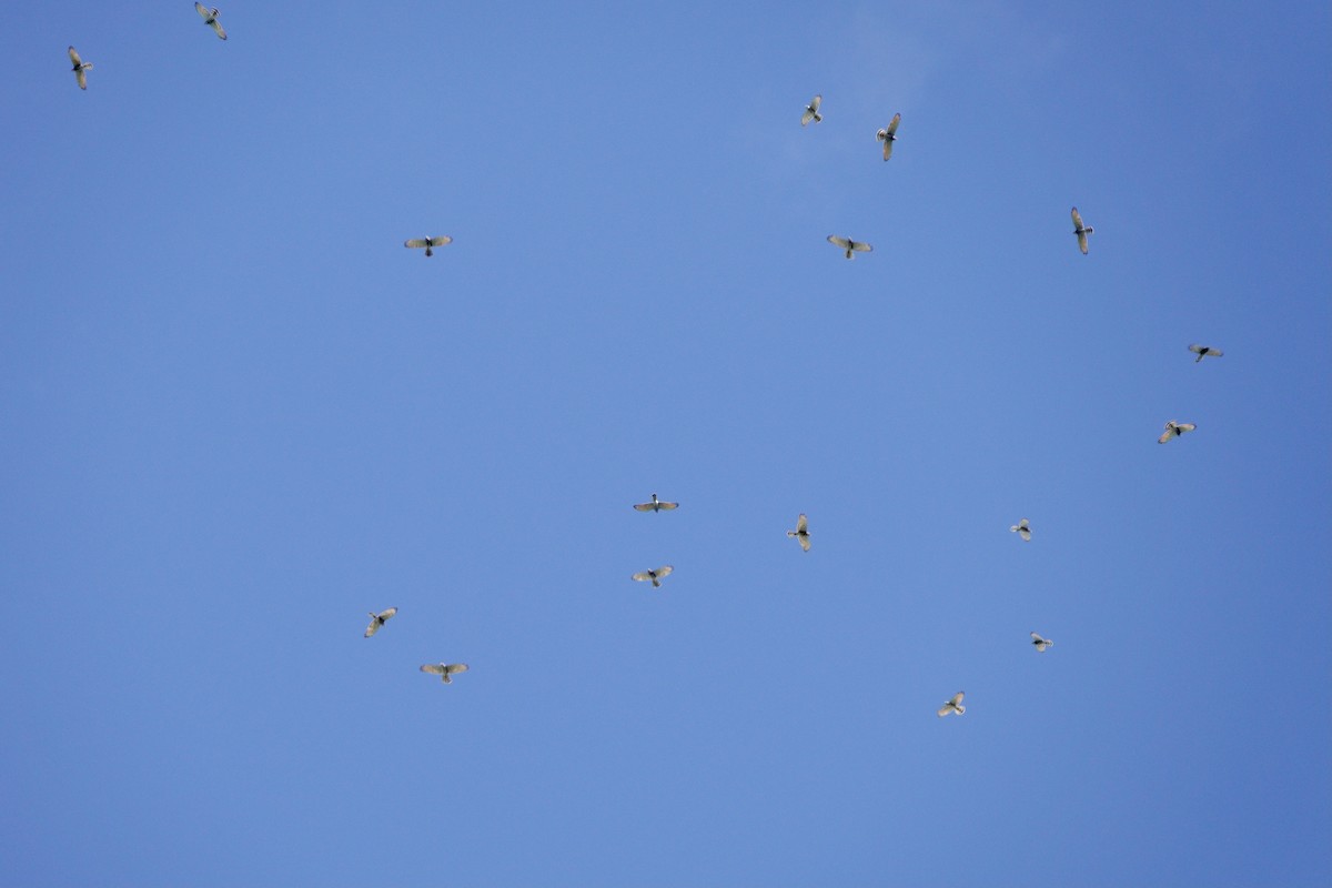 Gray-faced Buzzard - ML643754603