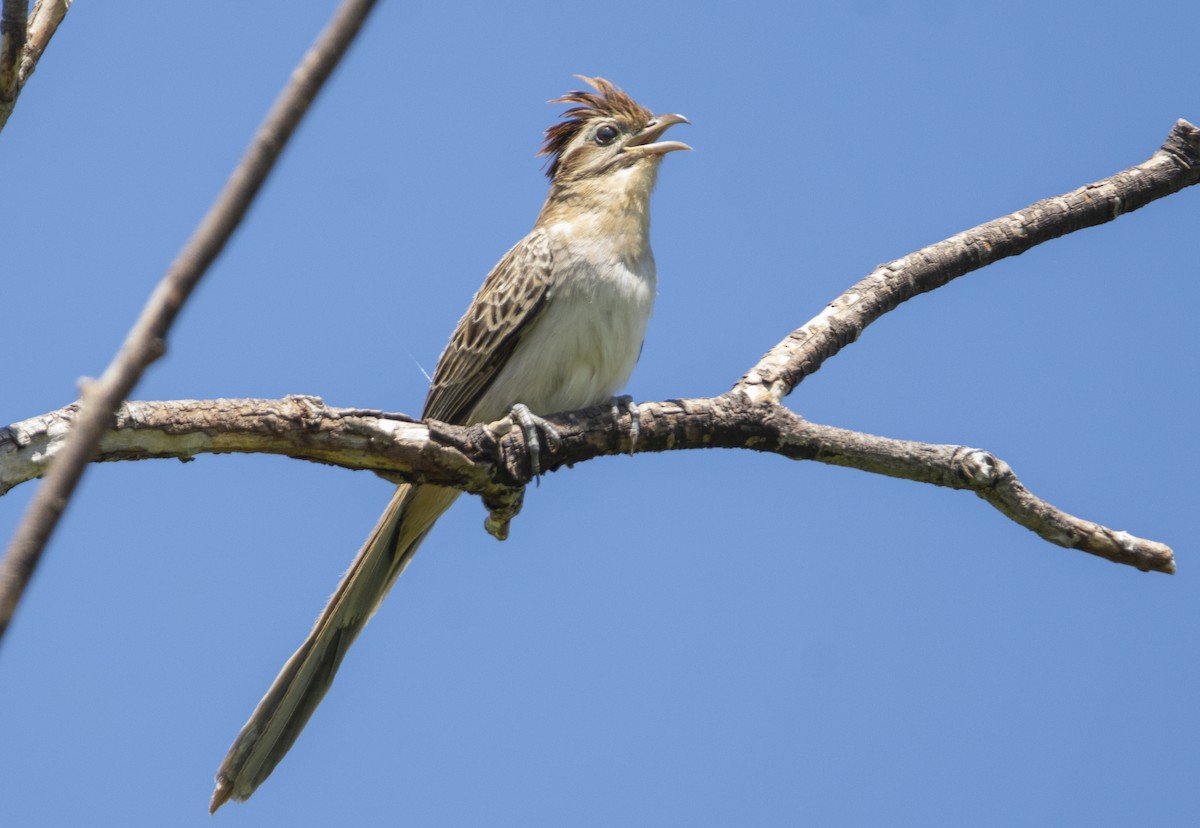 Striped Cuckoo - ML643754606