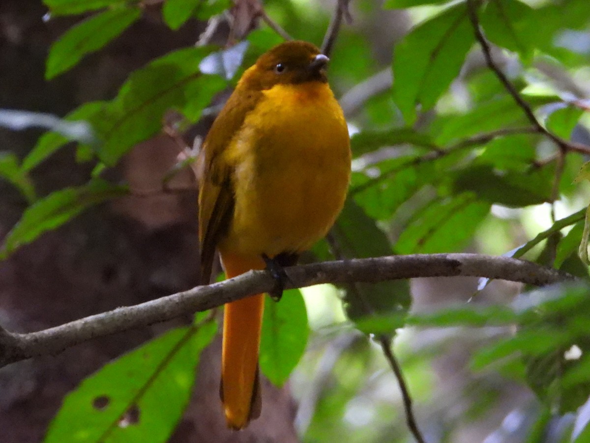 Bower's Shrikethrush - ML643754611