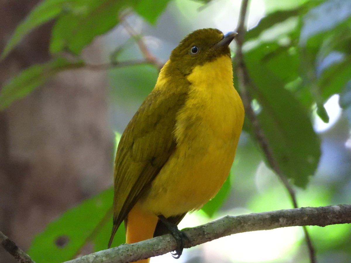 Bower's Shrikethrush - ML643754612