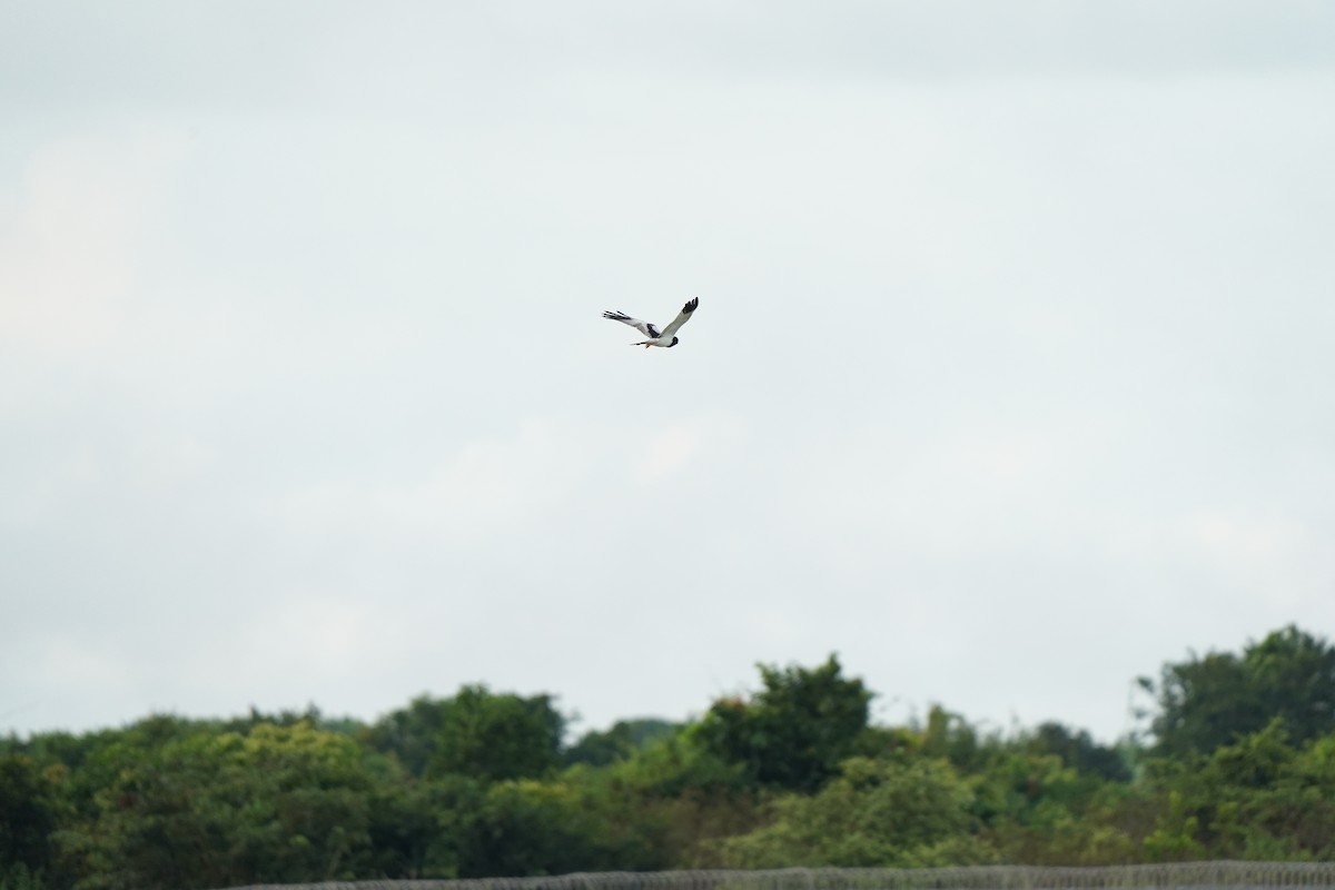 Pied Harrier - ML643754613