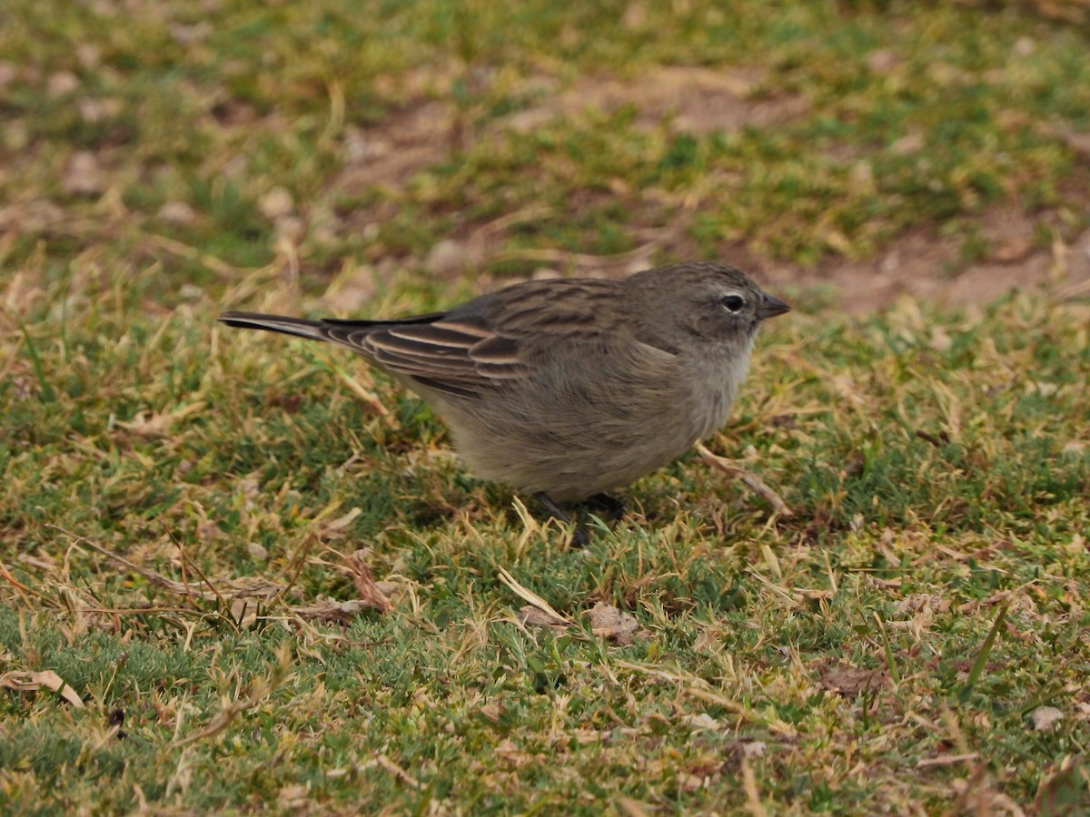 Plain-colored Seedeater - ML643754614