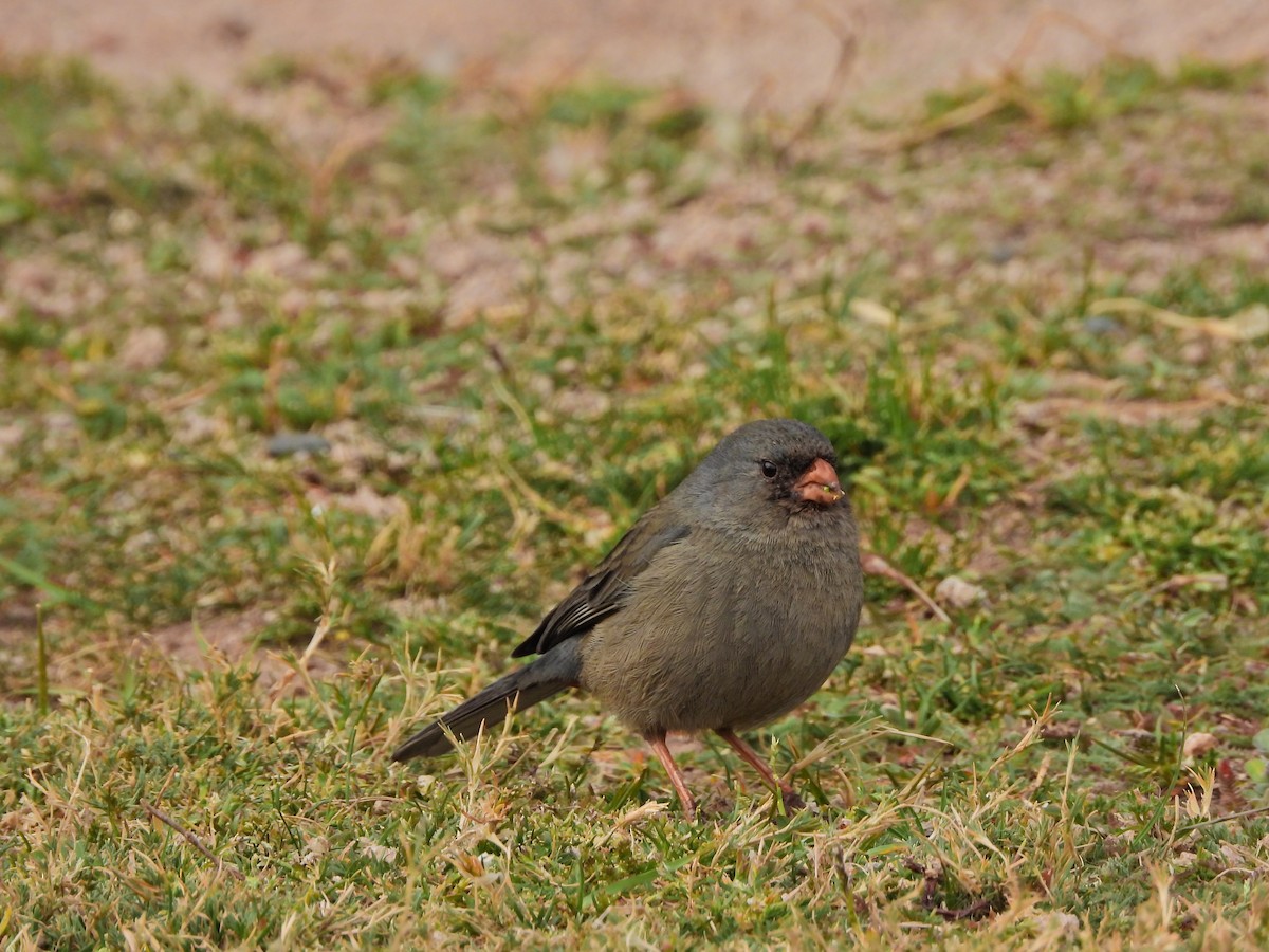 Plain-colored Seedeater - ML643754615