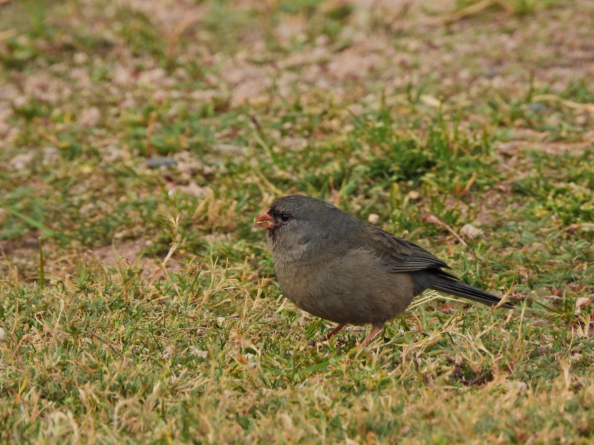 Plain-colored Seedeater - ML643754616