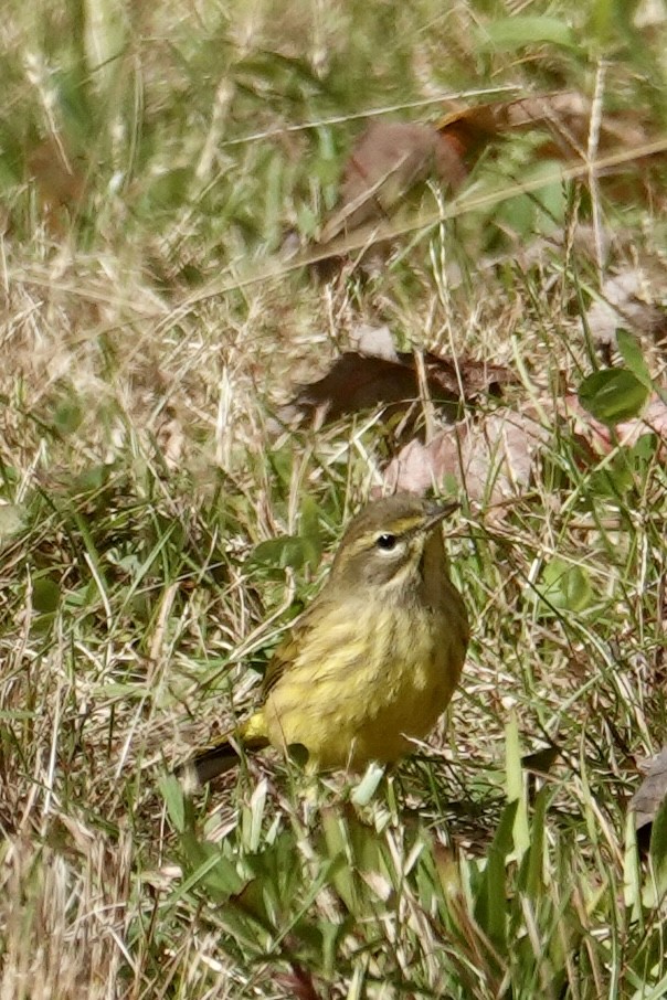 Palm Warbler - ML643754617