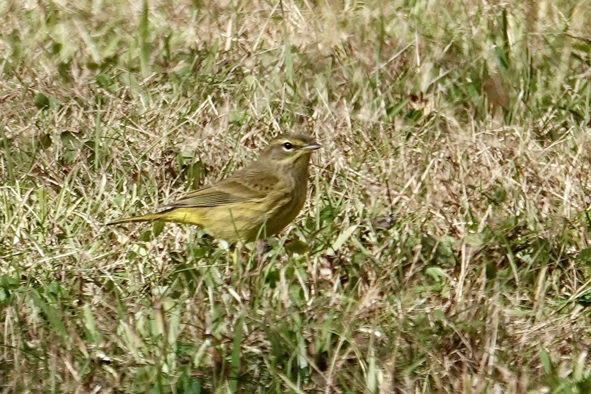 Palm Warbler - ML643754618