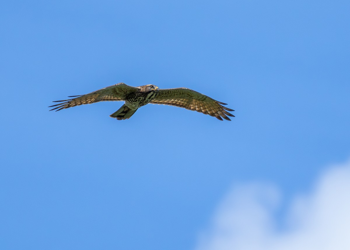 Gray-faced Buzzard - ML643754620
