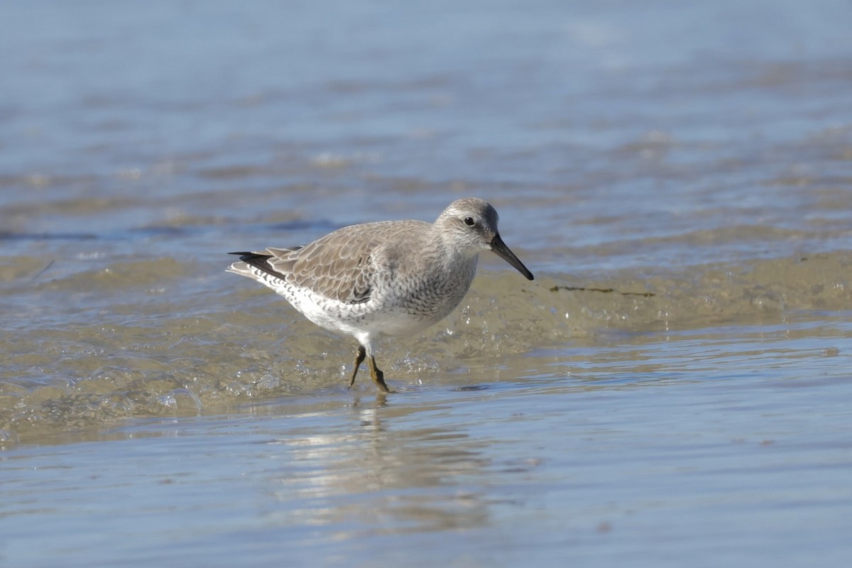 Red Knot - ML643754623