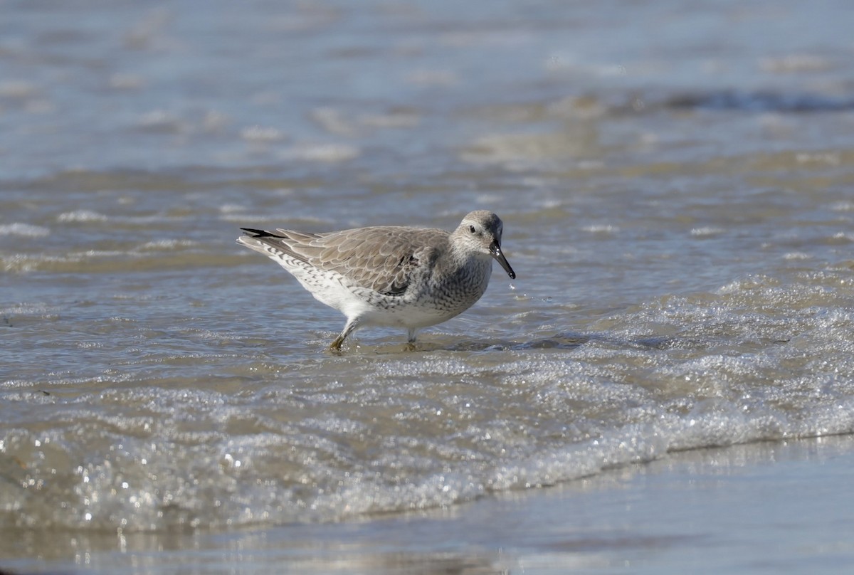 Red Knot - ML643754624