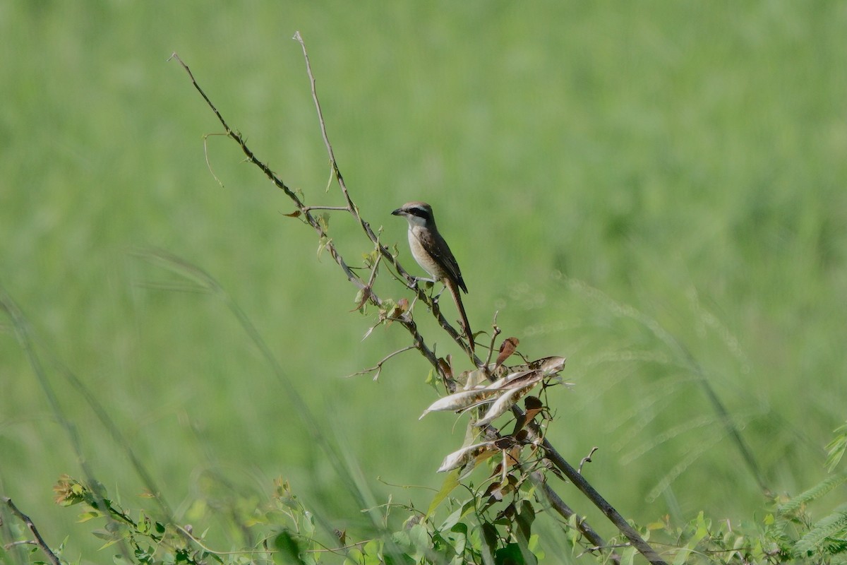 Brown Shrike - ML643754625