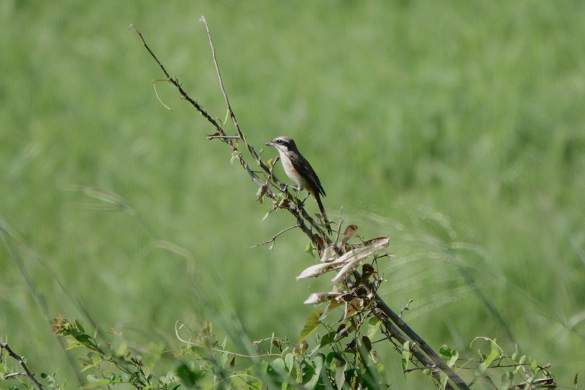 Brown Shrike - ML643754626