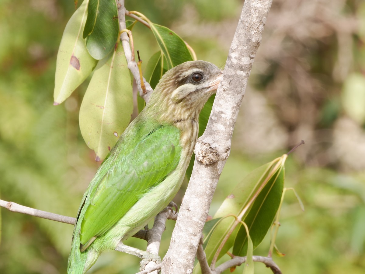White-cheeked Barbet - ML643754627