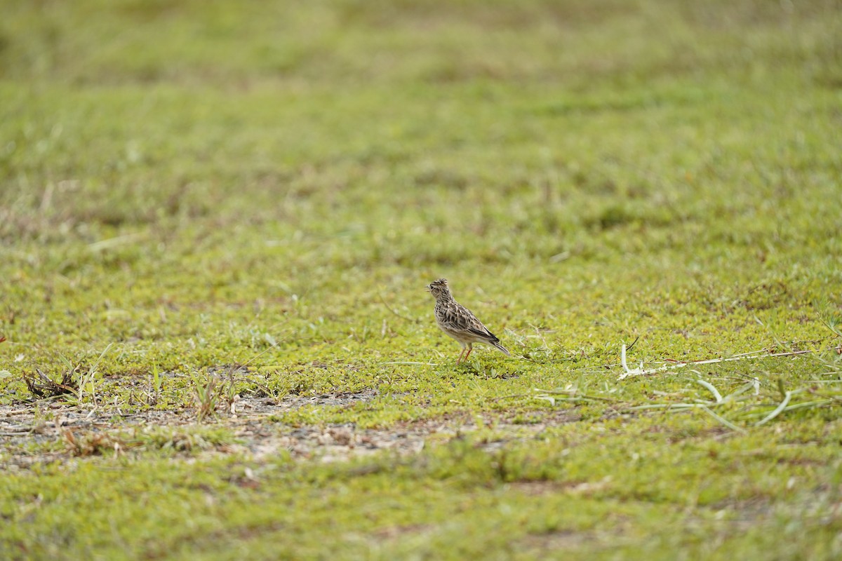 Oriental Skylark - ML643754629