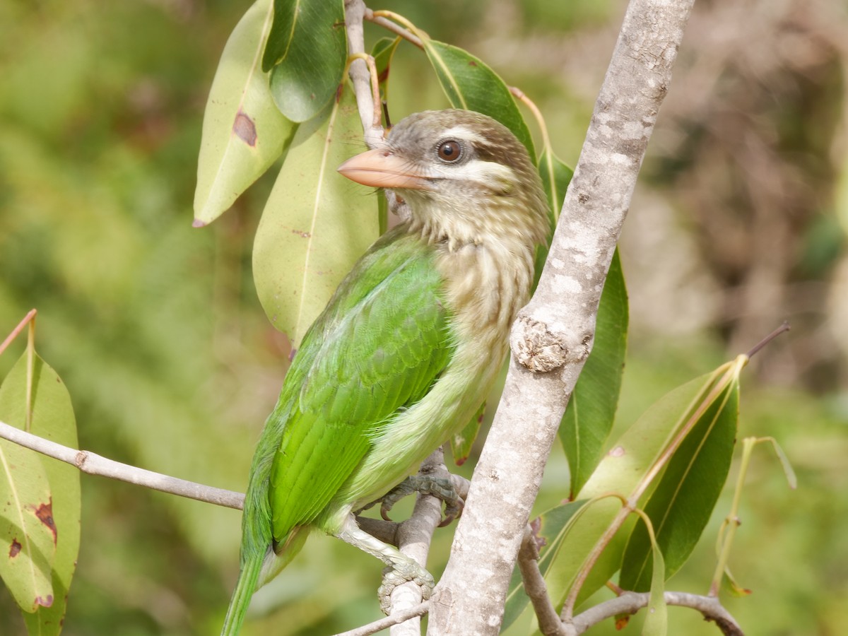 White-cheeked Barbet - ML643754631