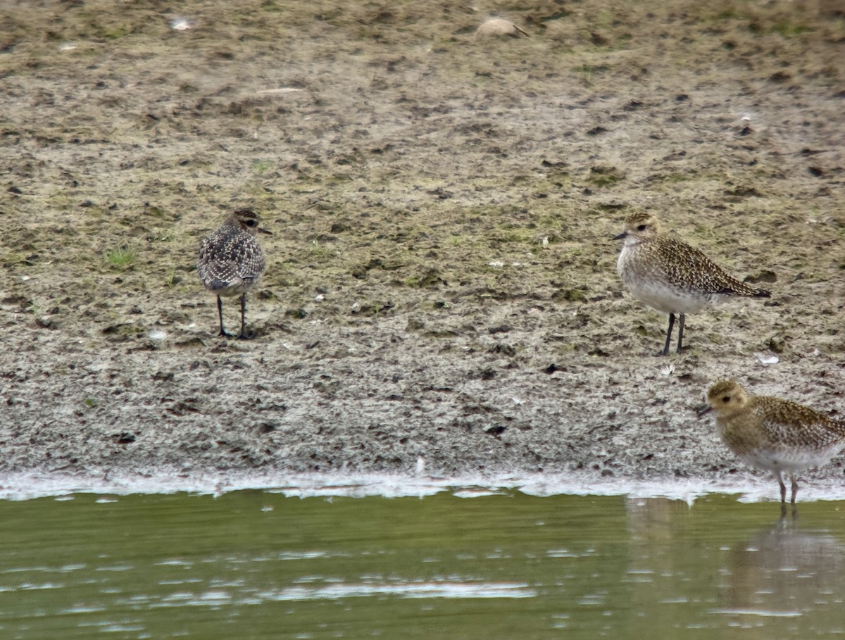 American Golden-Plover - ML643754633