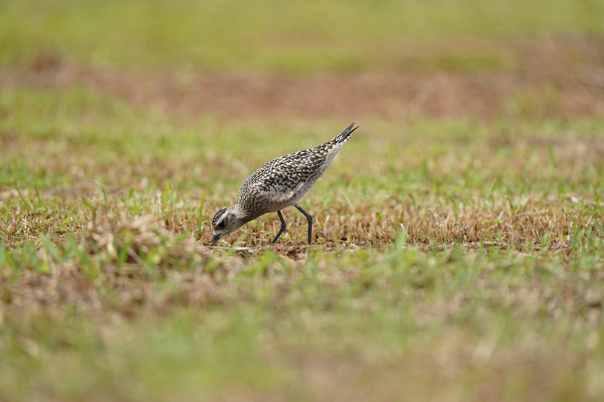 Pacific Golden-Plover - ML643754640