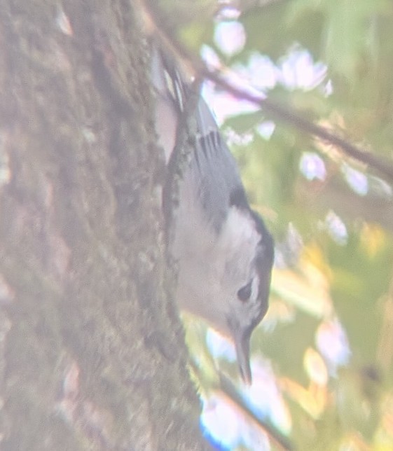 White-breasted Nuthatch - ML643754644