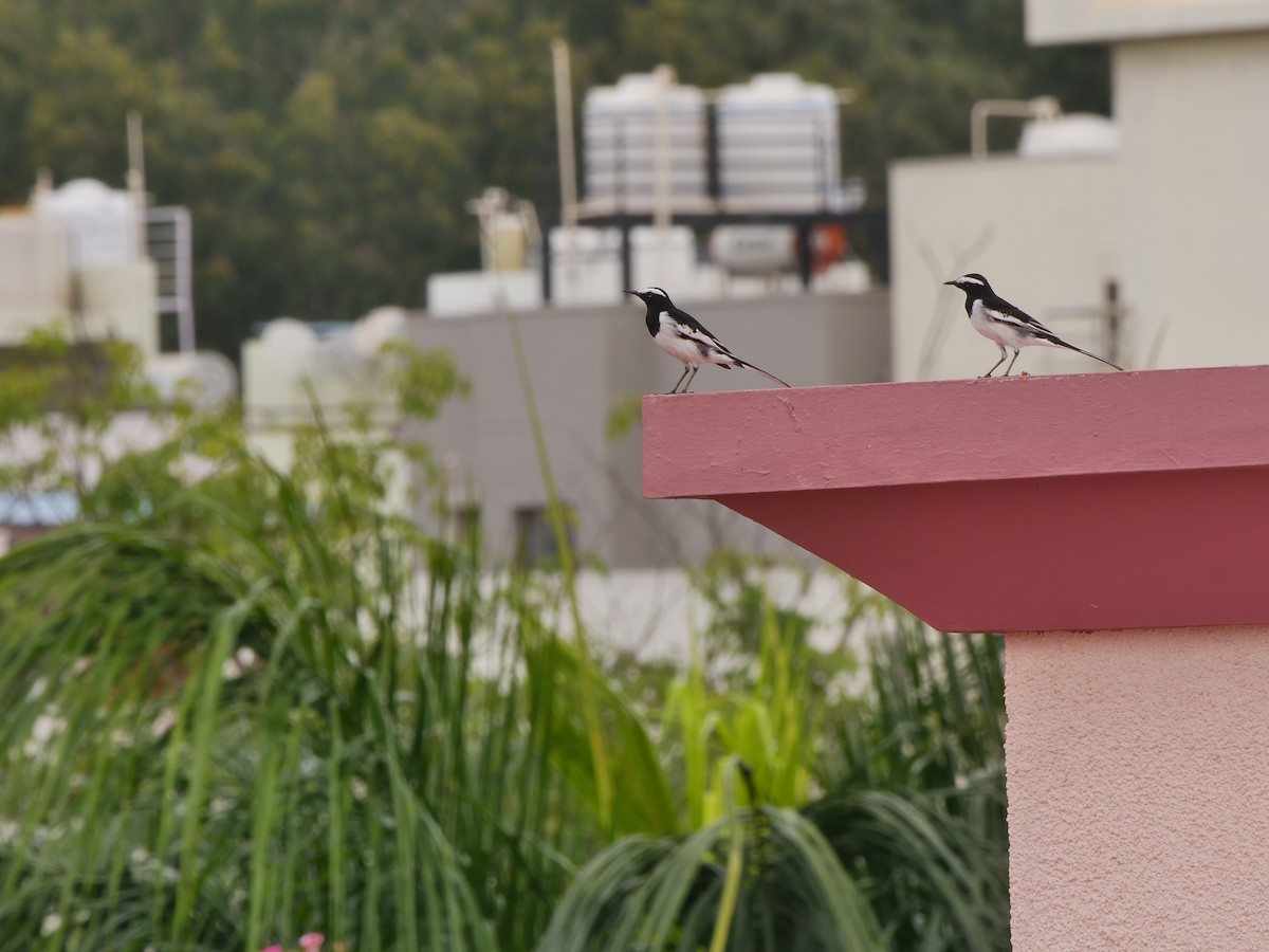 White-browed Wagtail - ML643754661