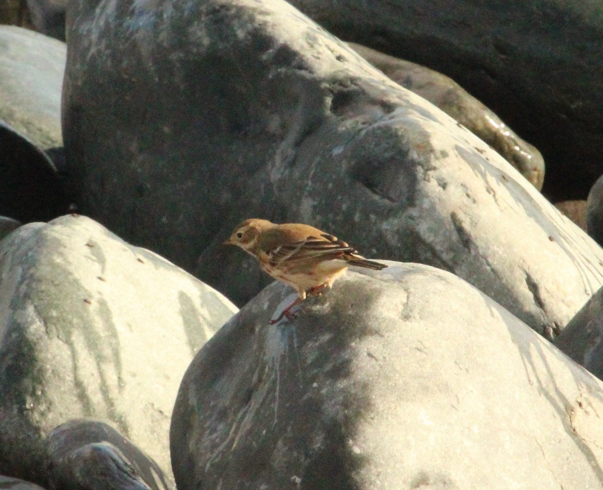 American Pipit - ML643754663