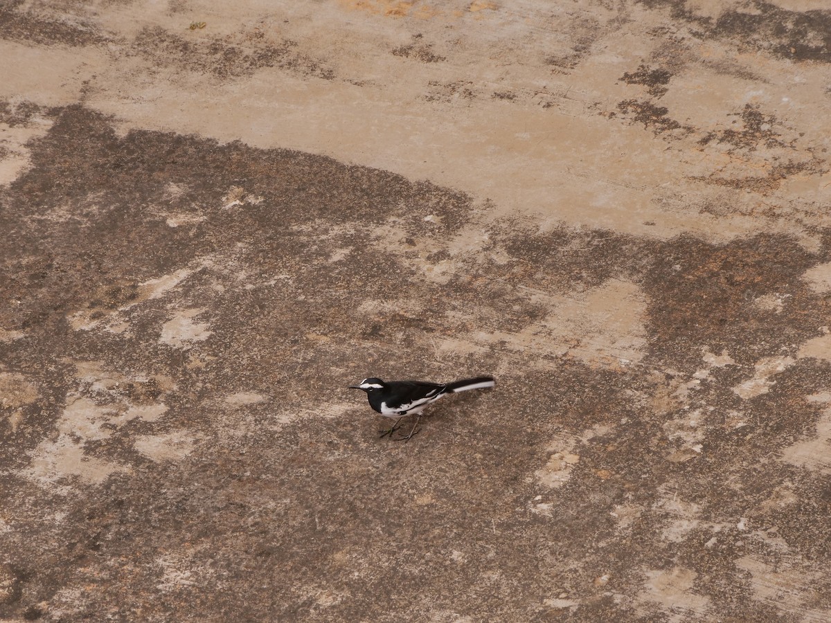 White-browed Wagtail - ML643754664
