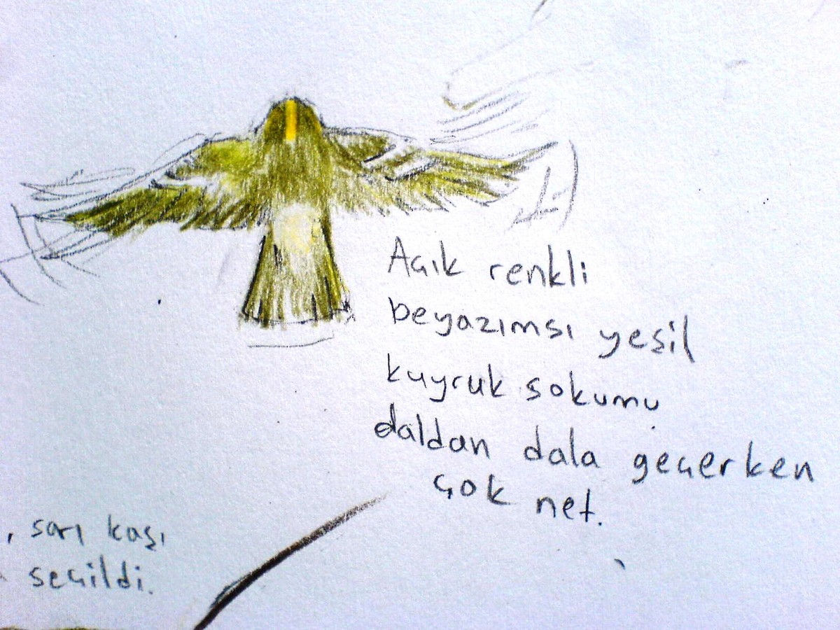 Pallas's Leaf Warbler - ML643754670