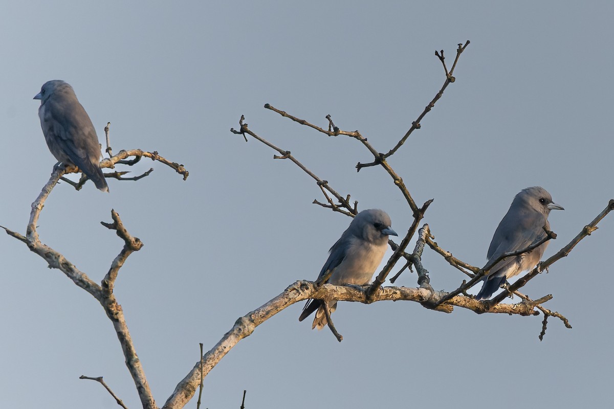 Ashy Woodswallow - ML643754672