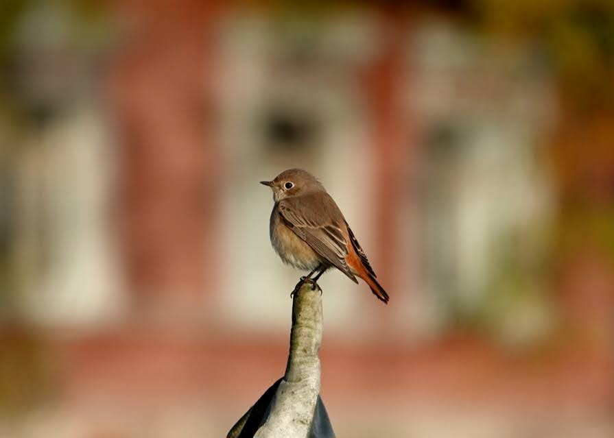 Common Redstart - ML643754687