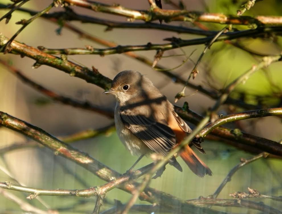 Common Redstart - ML643754688