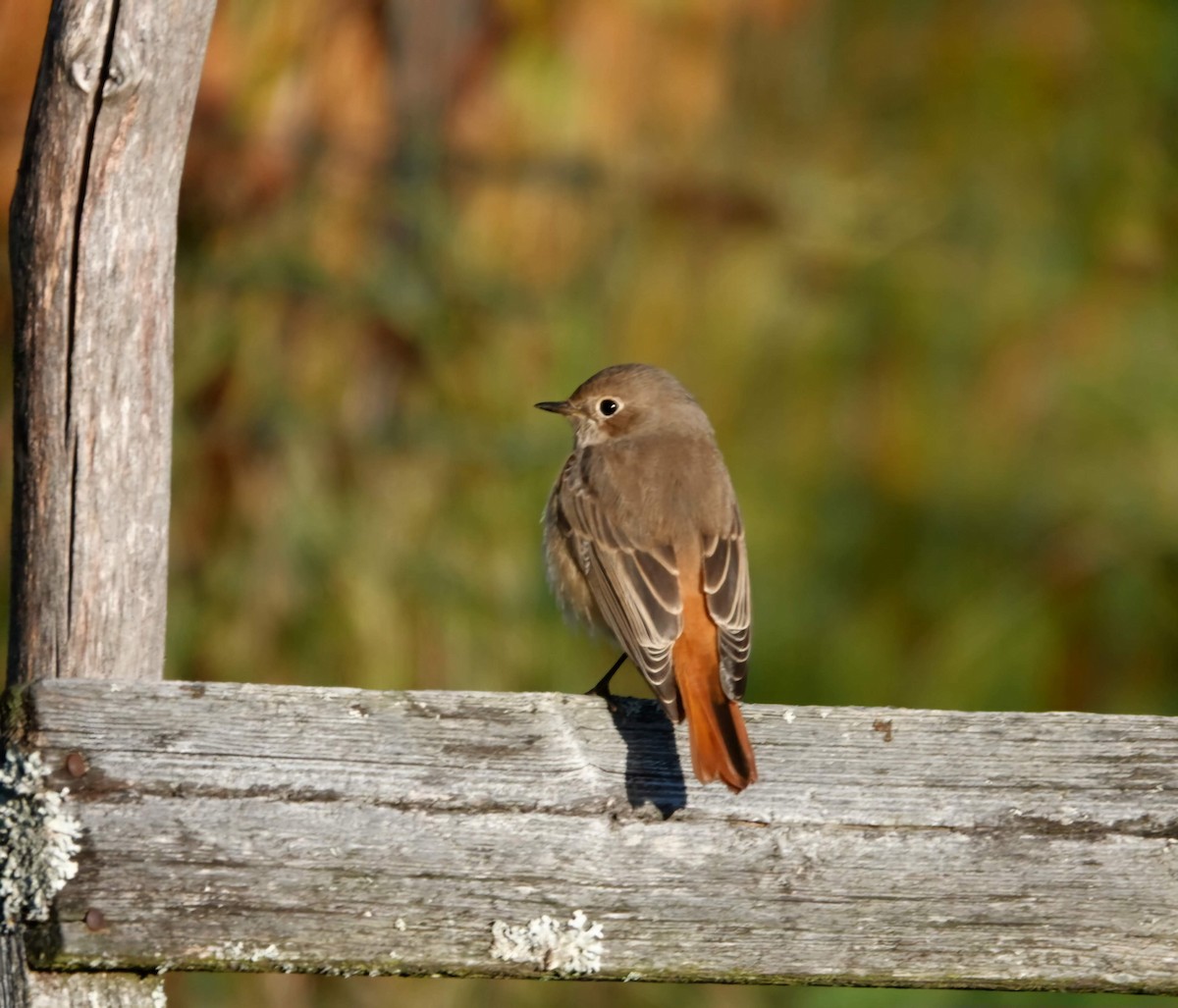 Common Redstart - ML643754689