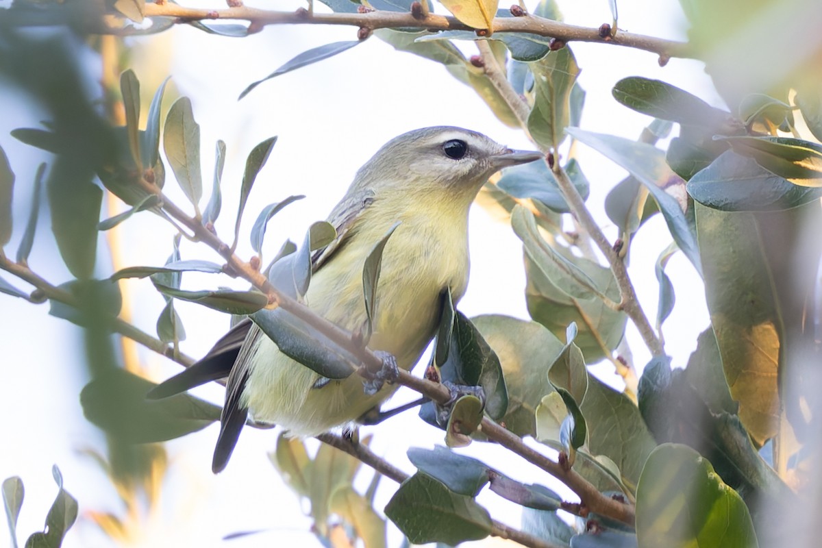 Philadelphia Vireo - ML643754692