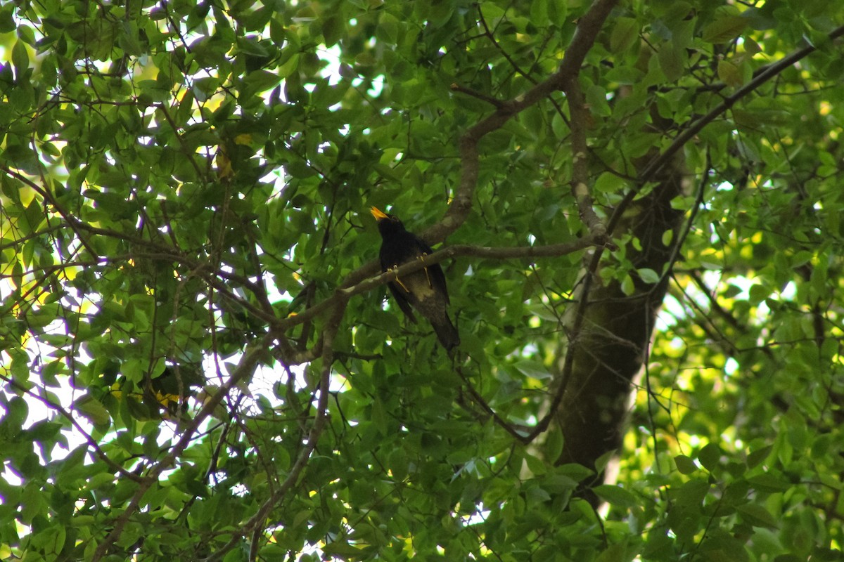 Yellow-legged Thrush - ML643754703