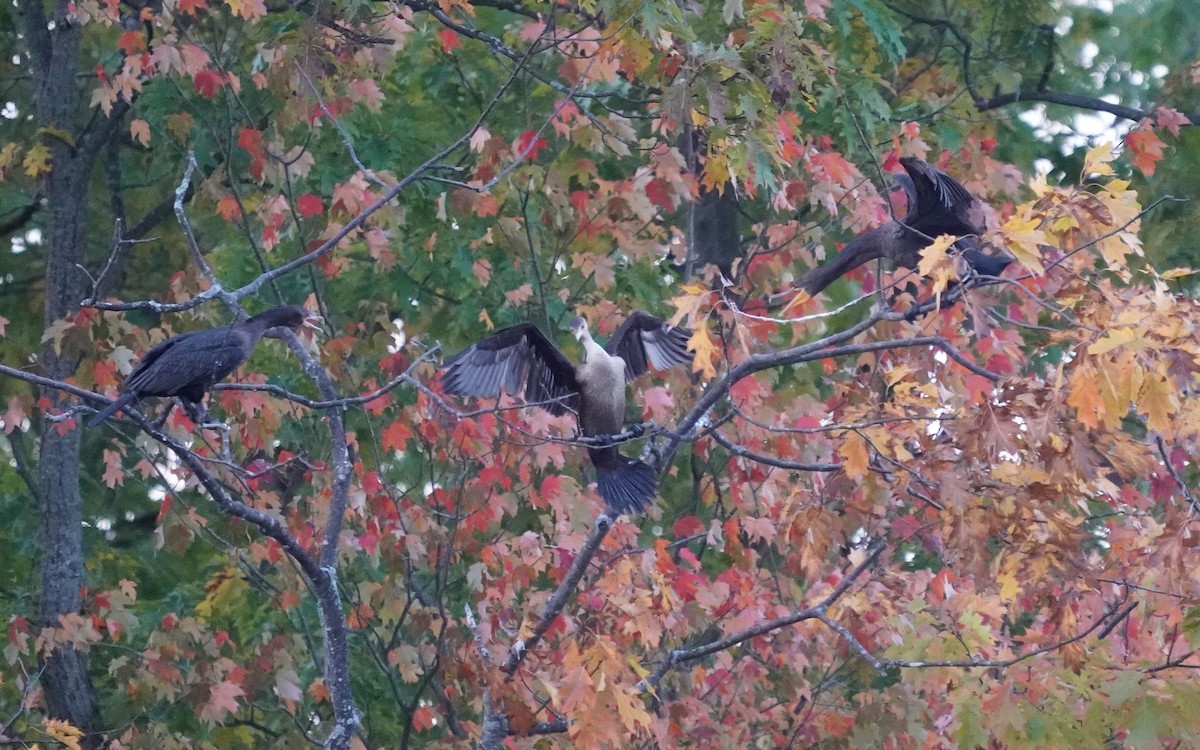 Double-crested Cormorant - ML643754710