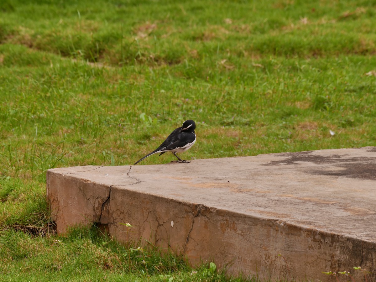 White-browed Wagtail - ML643754719