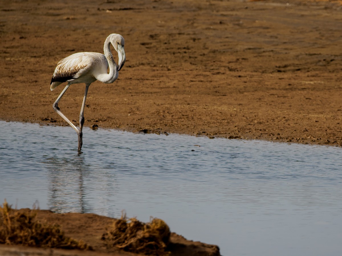 Greater Flamingo - ML643754726