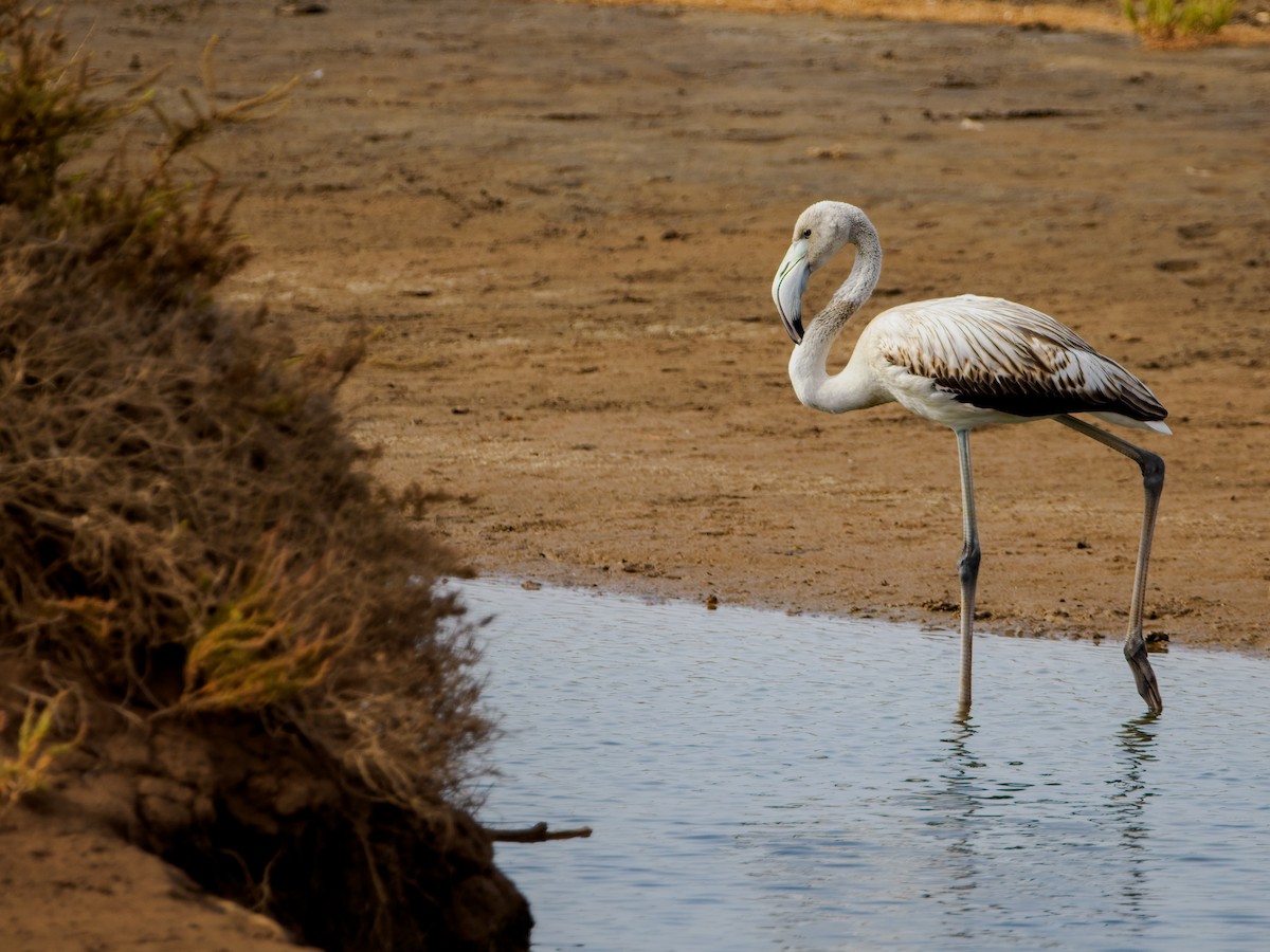 Greater Flamingo - ML643754738
