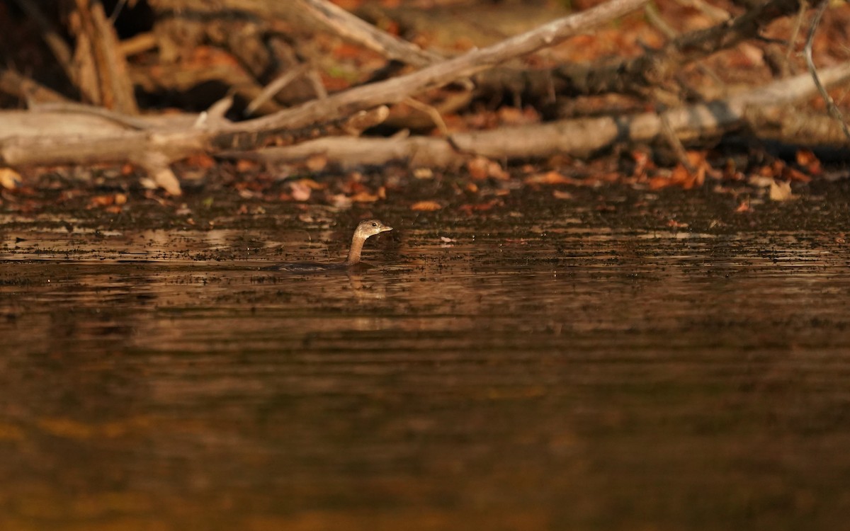 Pied-billed Grebe - ML643754740