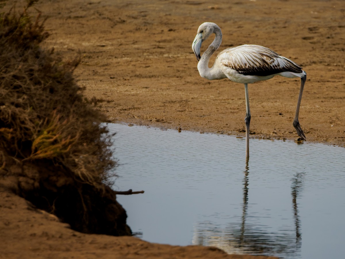 Greater Flamingo - ML643754744