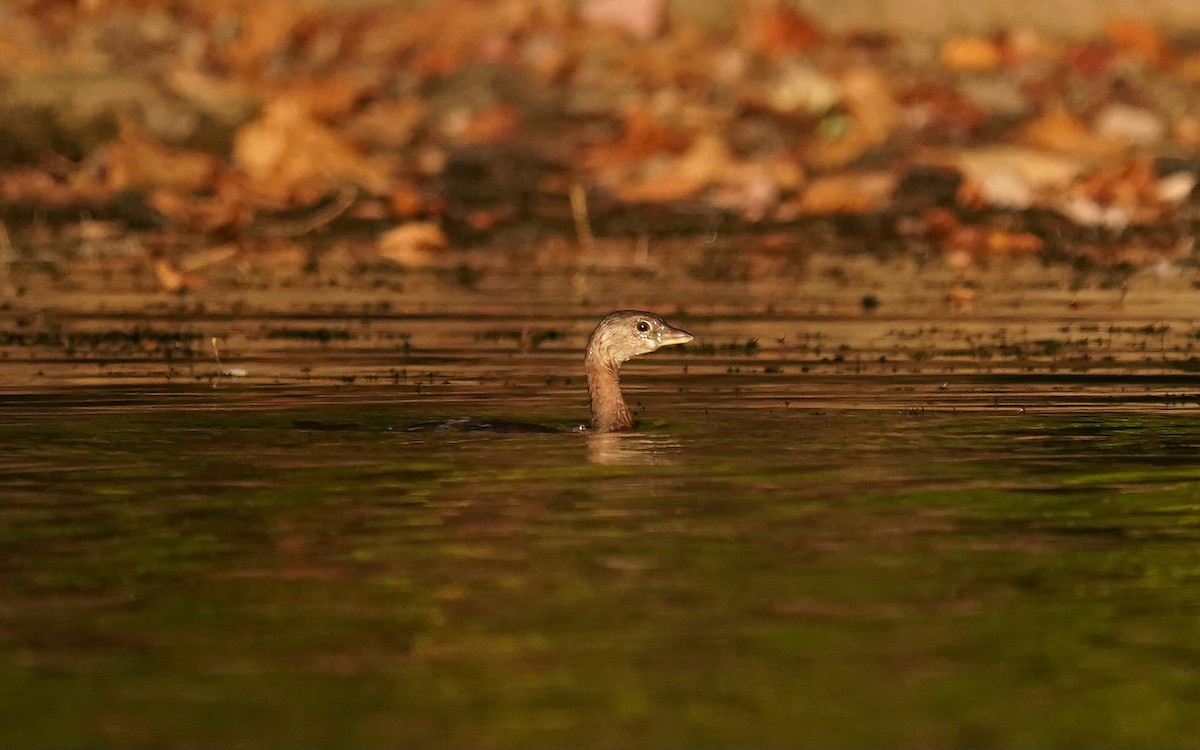 Pied-billed Grebe - ML643754762