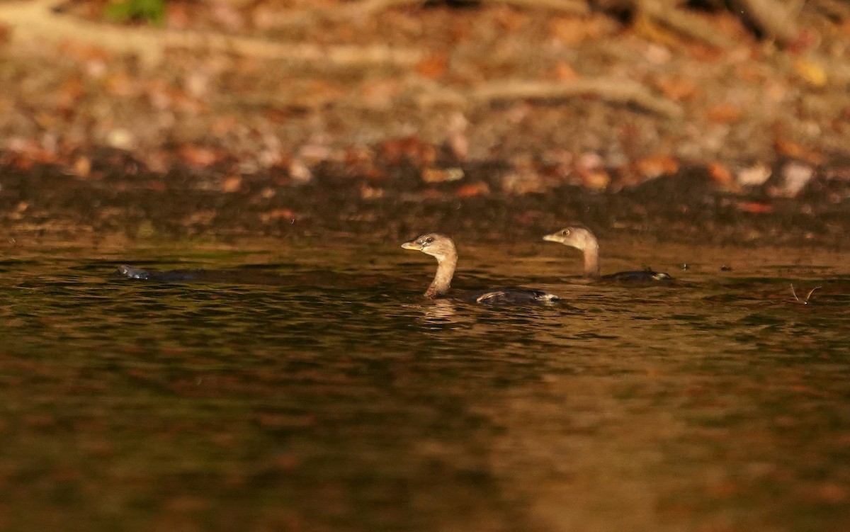 Pied-billed Grebe - ML643754766