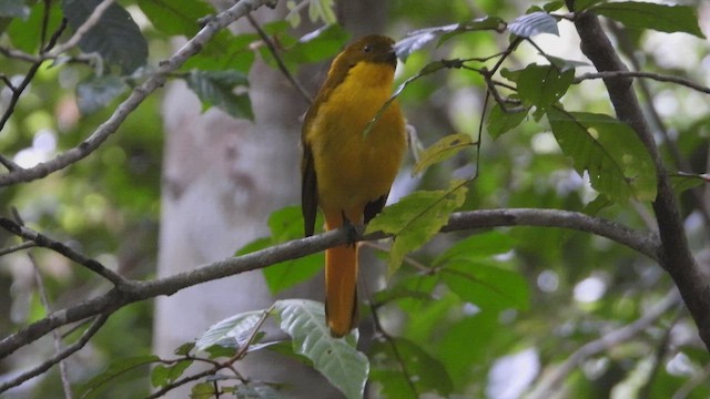 Golden Bowerbird - ML643754768